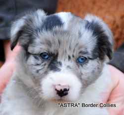 Blue Merle, Female, Smooth to Medium coated, Border collie puppy